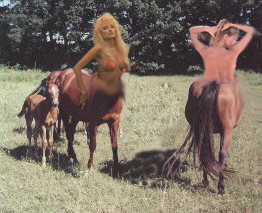 A Little Herd