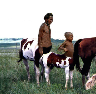 An Indonesian centaur stallion and his colt