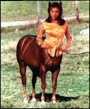 Quarterhorse Centauress